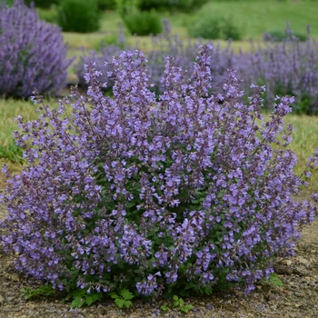 Nepeta x faassenii 'Kitten Around'