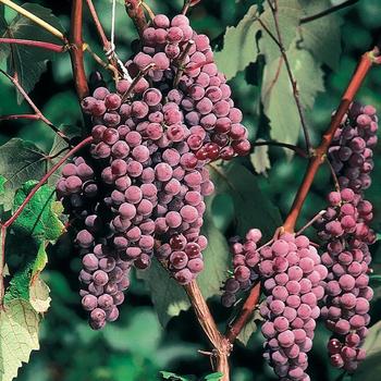 Vitis 'Canadice' 