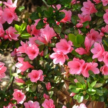 Rhododendron ReBLOOM™ 'White Nobility™' PP24750