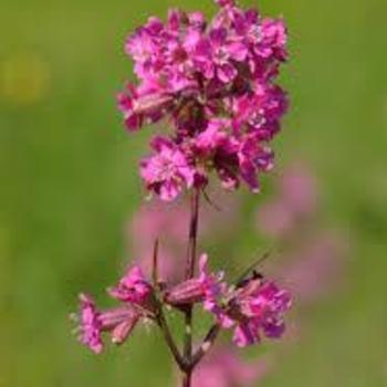 Lychnis viscaria