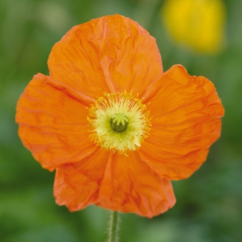 Papaver nudicaule 'Orange' 