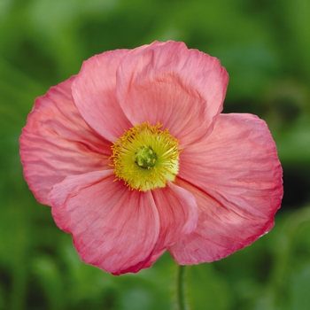 Papaver nudicaule 'Pink' 