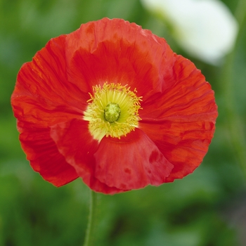 Papaver nudicaule Champagne Bubbles 'Scarlet'