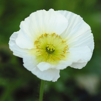 Papaver nudicaule Champagne Bubbles 'White'