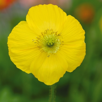 Papaver nudicaule Champagne Bubbles 'Yellow'