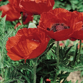 Papaver orientale 'Beauty of Livermere'