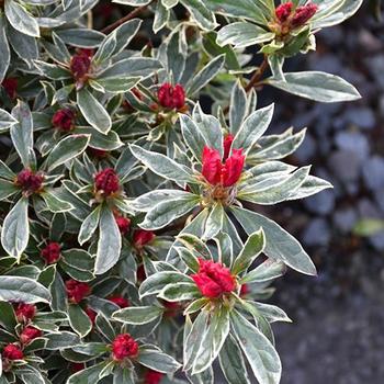 Rhododendron Girard Hybrid 'Silver Sword' 