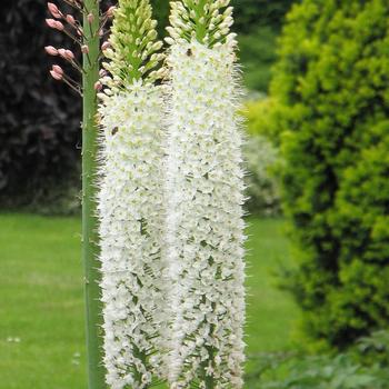 Eremurus robustus