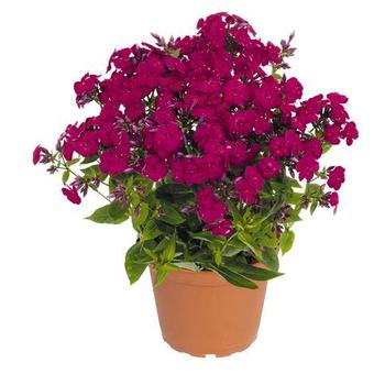 Phlox paniculata 'Ruby Flame™' 