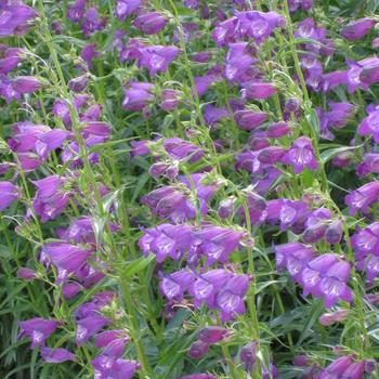 Penstemon x mexicali 'Pike's Peak Purple®' P007S