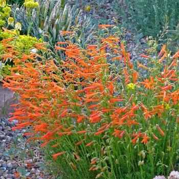 Penstemon pinifolius 'Luminous' 