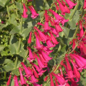 Penstemon psuedospectabilis 'Coconino County' 