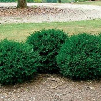 Buxus microphylla var. koreana 'Titan' 