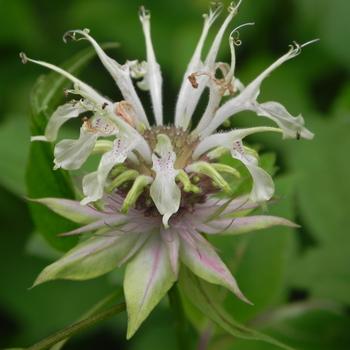 Monarda clinopodia