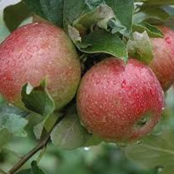 Malus domestica 'Sweet 16' 