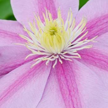 Clematis 'Alaina' 