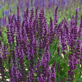 Salvia nemorosa 'Bumbleberry'