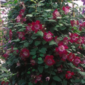 Clematis 'Evipo033' 