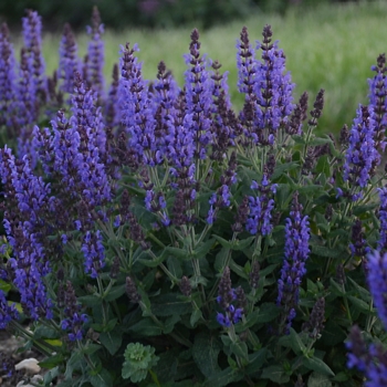 Salvia nemorosa 'Bumbleblue'