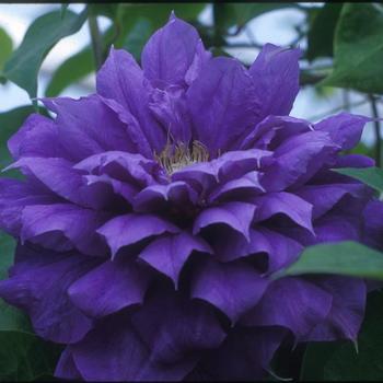 Clematis 'Evipo008' PP15745