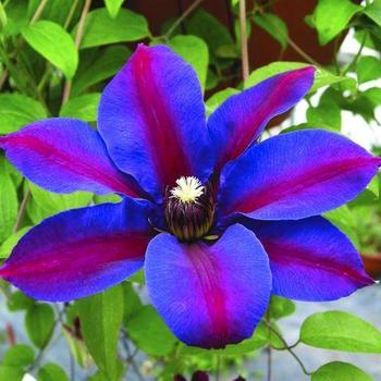 Clematis 'Mrs. N. Thompson' 