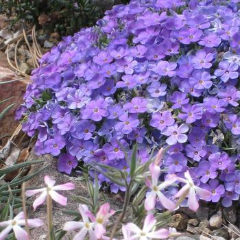 Phlox kelseyi 'Lemhi Purple' 