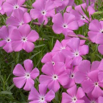 Phlox nana 'Perfect Pink' 