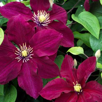 Clematis 'Rosemoor' 