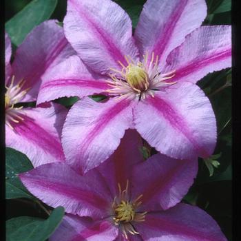 Clematis 'Sugar Candy' 