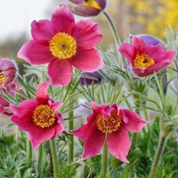 Pulsatilla vulgaris 'Rosen Glocke' 