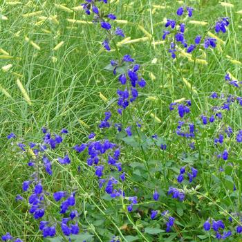 Salvia arizonica 'Deep Blue' 