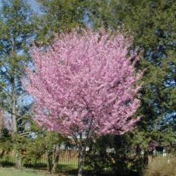 Prunus 'Dream Catcher' 