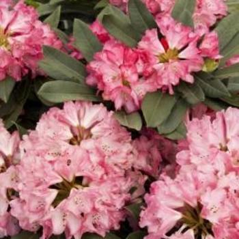 Rhododendron 'Sneezy' H-2