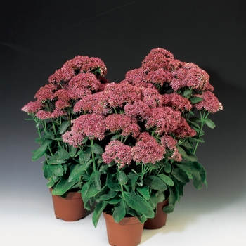 Sedum telephium 'Munstead Dark Red'