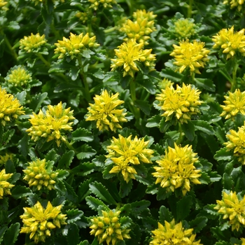 Sedum kamtschaticum 'Little Miss Sunshine' PP30039