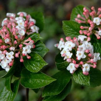 Viburnum x burkwoodii 'Duvone' PP7751