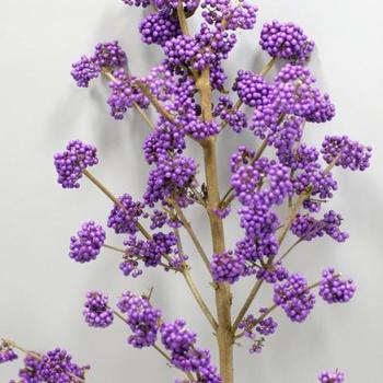 Callicarpa bodinieri 'Kolmalila' 