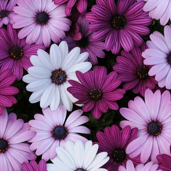 Osteospermum ecklonis