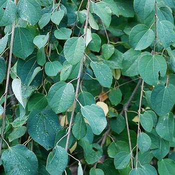 Cercidiphyllum japonicum 'Morioka Weeping' 