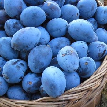 Prunus salicina 'Italian Sweet Blue' 