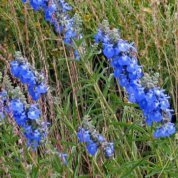 Salvia azurea 'Little Blue Boy' 