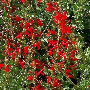 Salvia darcyi 'Pscarl' 