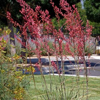 Hesperaloe parviflora 'Straight Up Red' PPAF