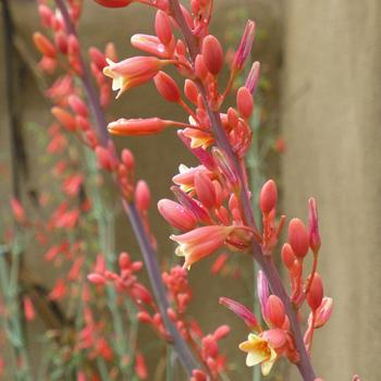 Hesperaloe parviflora 'Coral Glow' PP29626