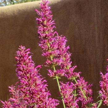 Agastache cana 'Rosita' 