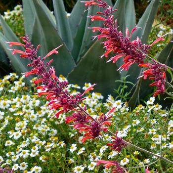 Agastache rupestris 'Glowing Embers®' 