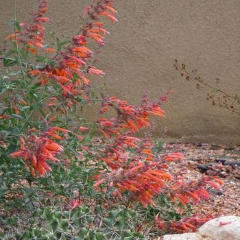 Agastache aurantiaca 'Shades of Orange' 