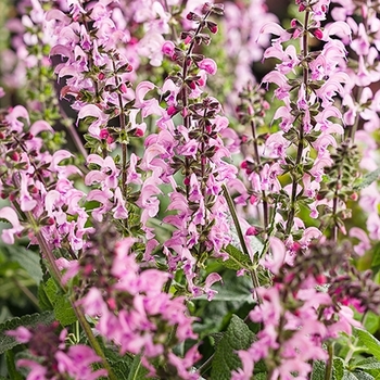 Salvia 'Pink Dawn' 