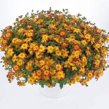 Bidens ferulifolia 'Blazing™ Fire' 