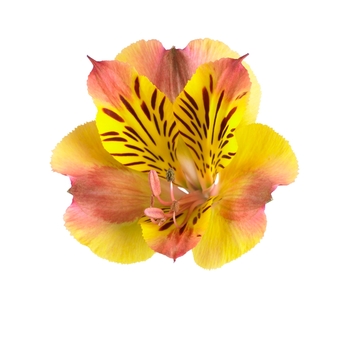 Alstroemeria 'Princess Diana' 